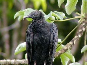 Zopilote negro1.jpg