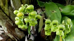 Orquidea Catasetum-spp.jpg