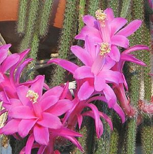 Aporocactus flageliformis flor.jpg