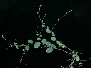 Crotalaria acicularis.jpg