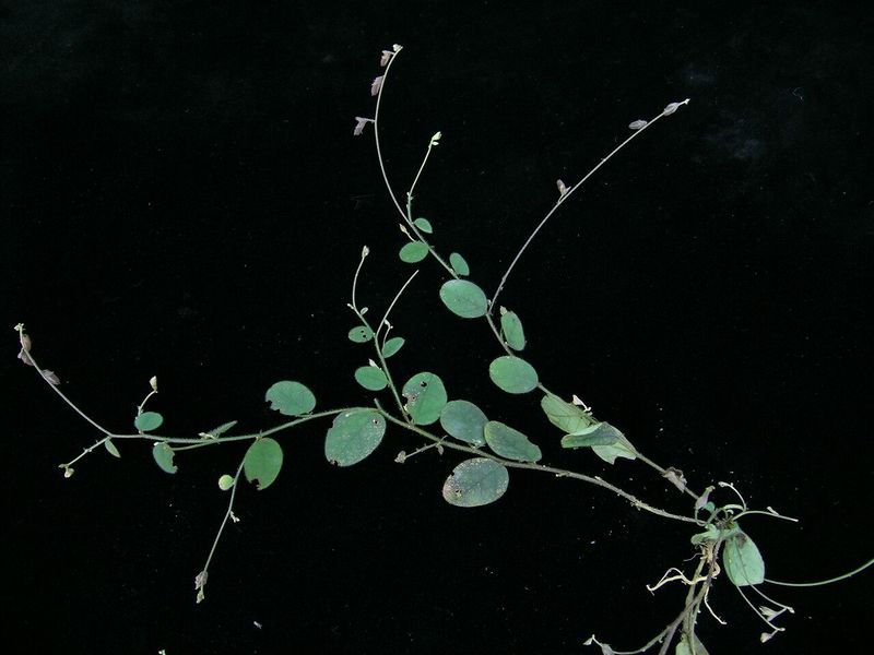 Archivo:Crotalaria acicularis.jpg