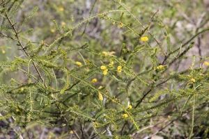 Acacia dacrydioides 2.jpg