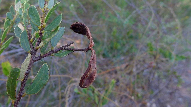 Archivo:Acacia hispidula 4.jpg