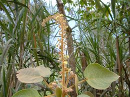 Croton perspeciosus.jpg