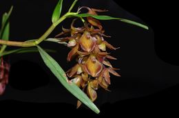 Epidendrum lloense.JPG