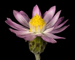 Lawrencella rosea.jpg