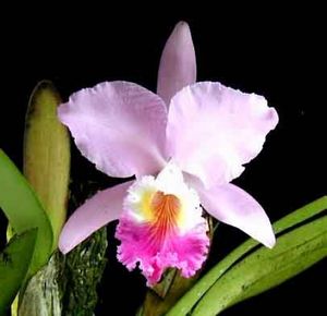Orquidea Mendelli.jpg