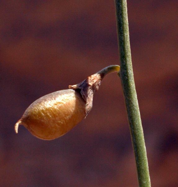 Archivo:Crotalaria aegyptiaca 3.jpeg