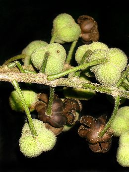 Croton piptocalyx.jpg
