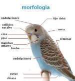 Morfologia-biologia-3.jpg