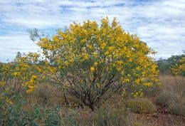 Acacia hamersleyensis.jpg