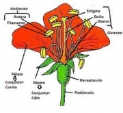 Inflorescencia en espádice
