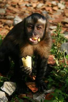 Black-horned-capuchin-eating.jpg