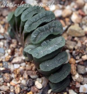 Haworthia-truncata.jpg