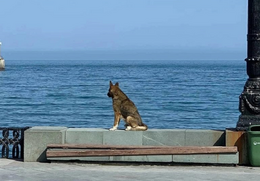 Mukhtar, el Hachiko de Crimea (en Yalta se levantará un monumento en su honor).png