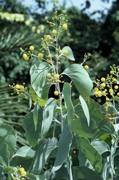 Archivo:Acacia dunnii 1.jpg