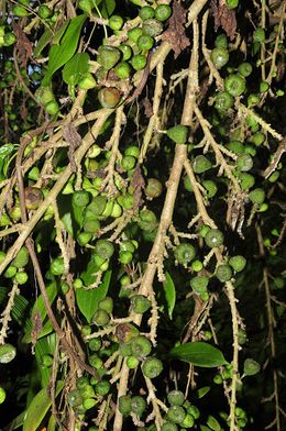 Ficus botryocarpa.jpg
