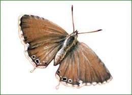 Mariposa del geranio adulto.jpg