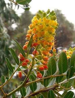 Spinosa caesalpinia.jpg