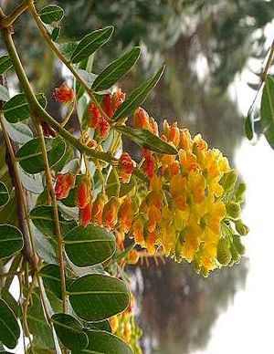 Spinosa caesalpinia.jpg