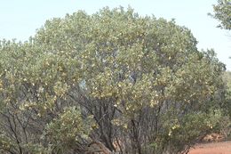 Acacia craspedocarpa.jpg