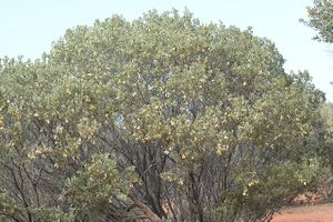 Acacia craspedocarpa.jpg
