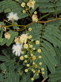 Acacia cundinamarcae.jpg