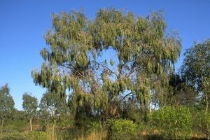 Acacia demissa.jpg