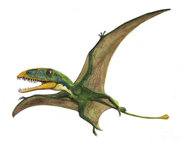 Archivo:Dimorphodon.jpg
