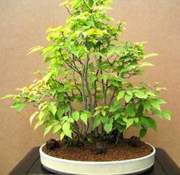 Carpinus-laxiflora-bonsai.jpg