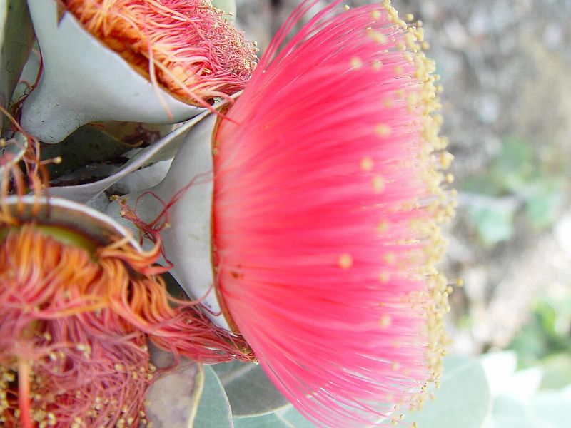 Archivo:Eucalyptus macrocarpa flor.jpg