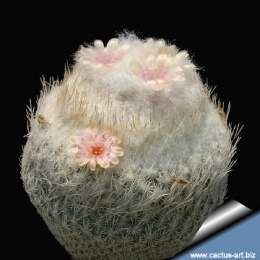 Epithelantha pachyriza blooms 360.jpg