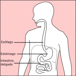 Stomach diagram-es.png