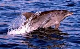 Delfin-tursiops-truncatus.jpg