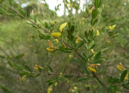 Crotalaria caudata.jpg