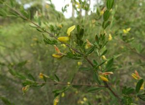 Crotalaria caudata.jpg
