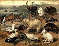 Especies de la fauna