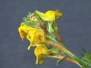 Linariasaxatilis..jpg