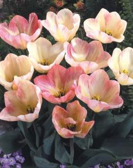 Tulipa coleur cardinal s.jpg