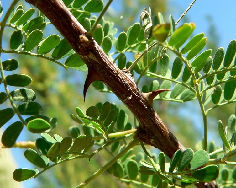 Archivo:Acacia greggii 2.jpg