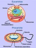 Célula eucariota y procariota.jpg