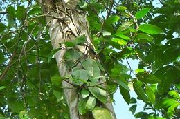 Ficus recurva.JPG