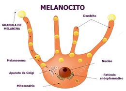 Melanocito-2-300x217.jpg
