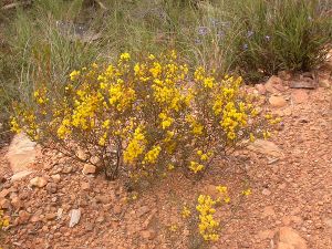 Acacia buxifolia.jpg