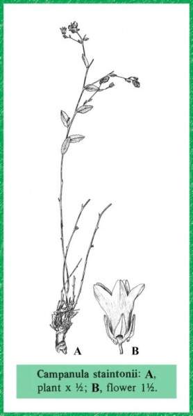 Archivo:Campanula staintonii.jpg