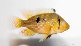 Geophagusbrasiliensis.jpg