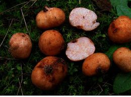 Terfezia leptoderma.jpg