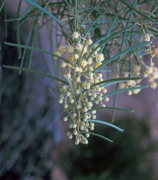 Archivo:Acacia harveyi.jpg