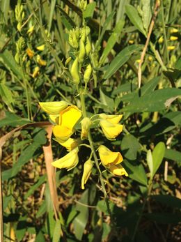 Crotalaria vespertilio.jpeg