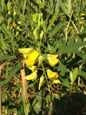 Crotalaria vespertilio.jpeg